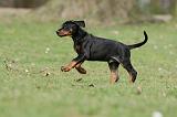 DOBERMANN 308